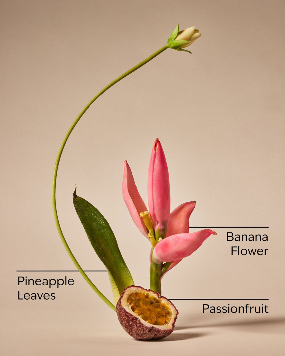 بادی واش بس اند بادی ورکز Bahamas Passionfruit & Banana Flower